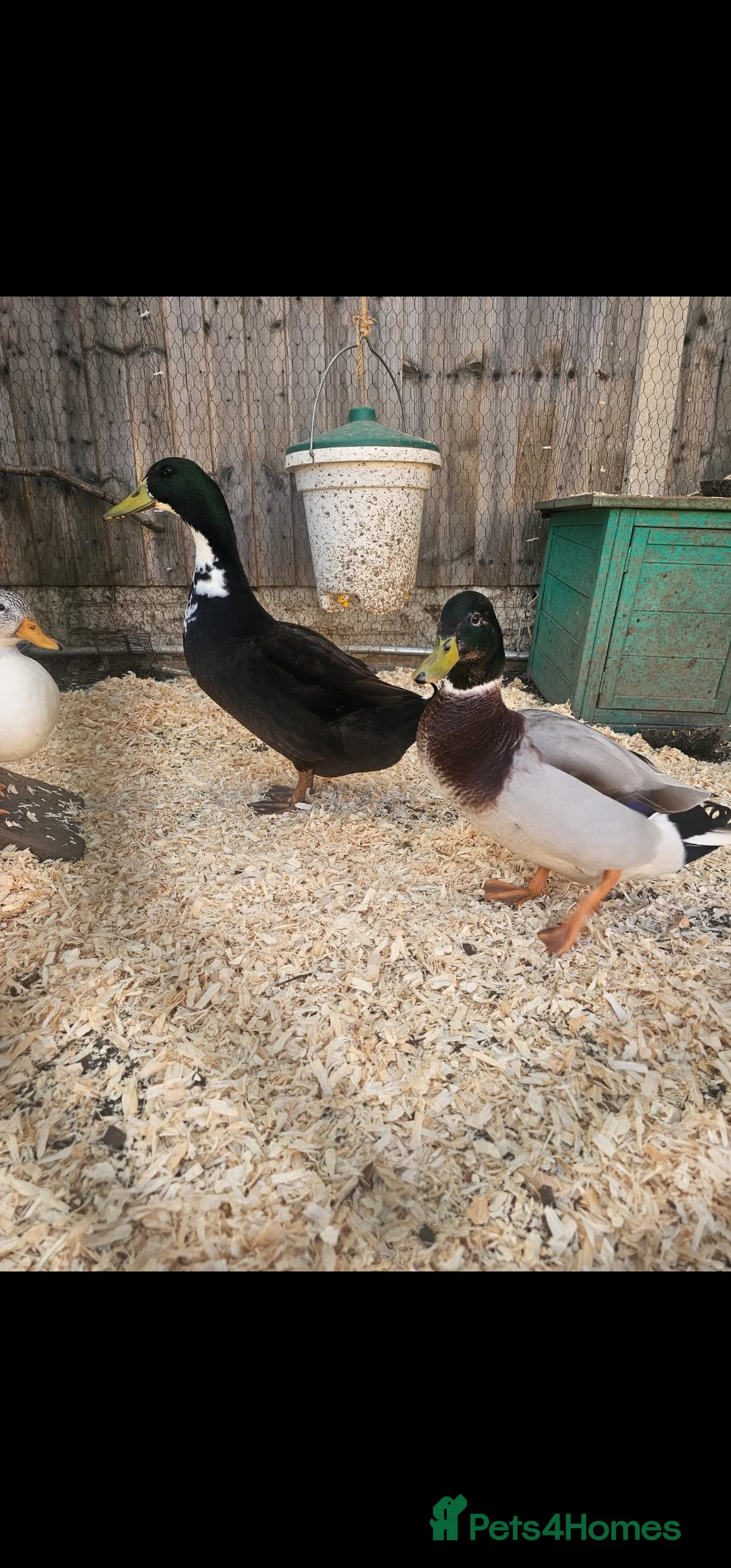 Ducks poultry for sale: Ducks FREE - Advert 1