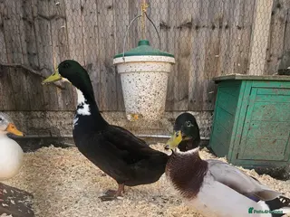 Ducks poultry Ducks £5 each - Advert 2