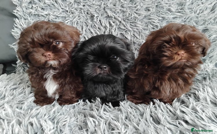 Shih Tzu dogs Beautiful shih tzu babies  - Advert 1