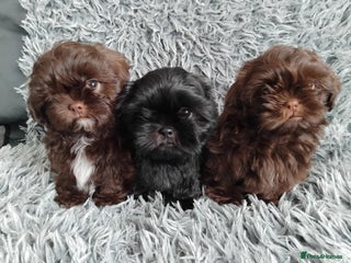 Shih Tzu dogs Beautiful shih tzu babies - Advert 1