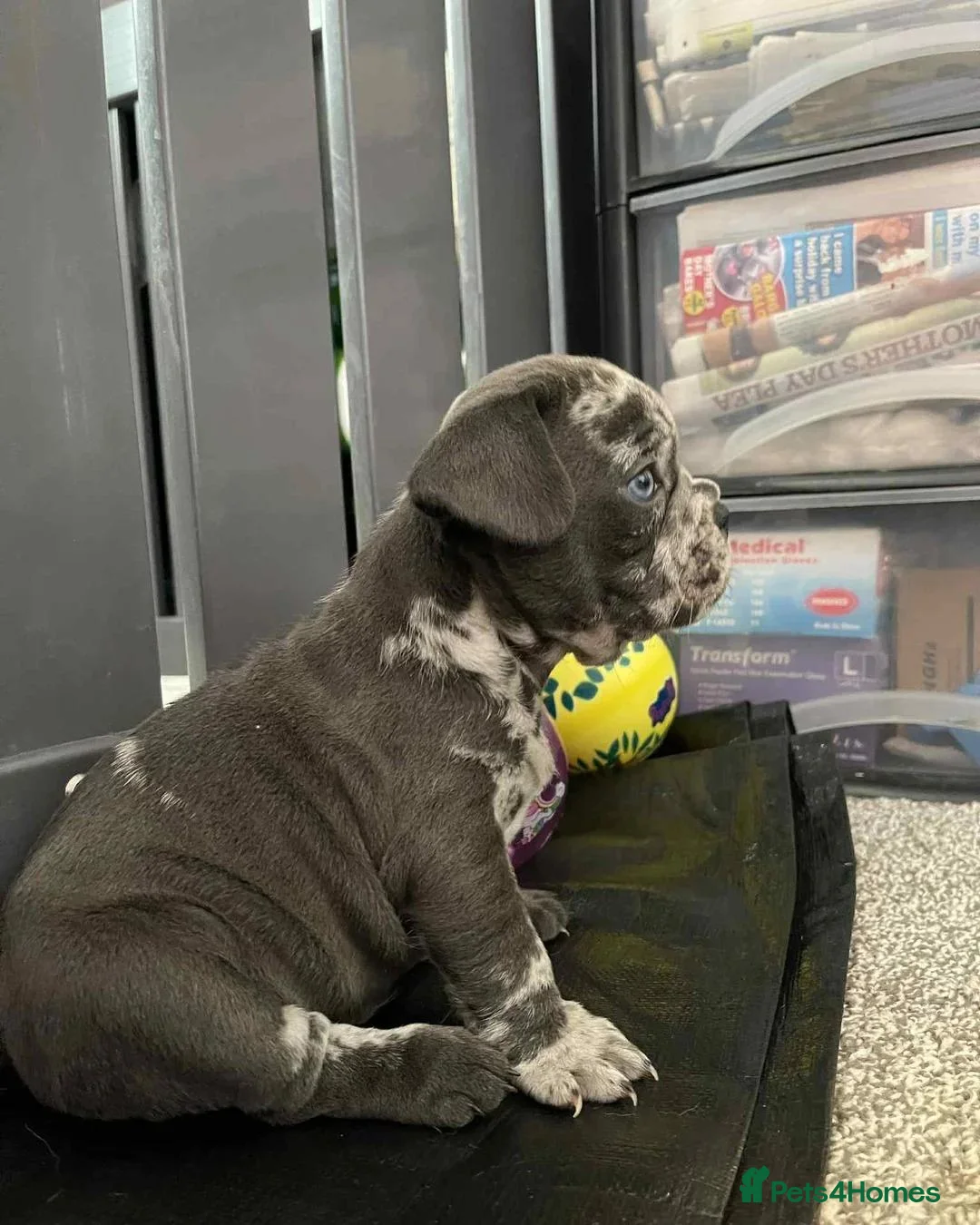 French Bulldog dogs for sale: Adorable French Bulldog Puppies in Sunderland - Advert 2