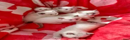 Ragdoll cats for sale: Beautiful bicolour & point Ragdoll kittens  - Advert 13
