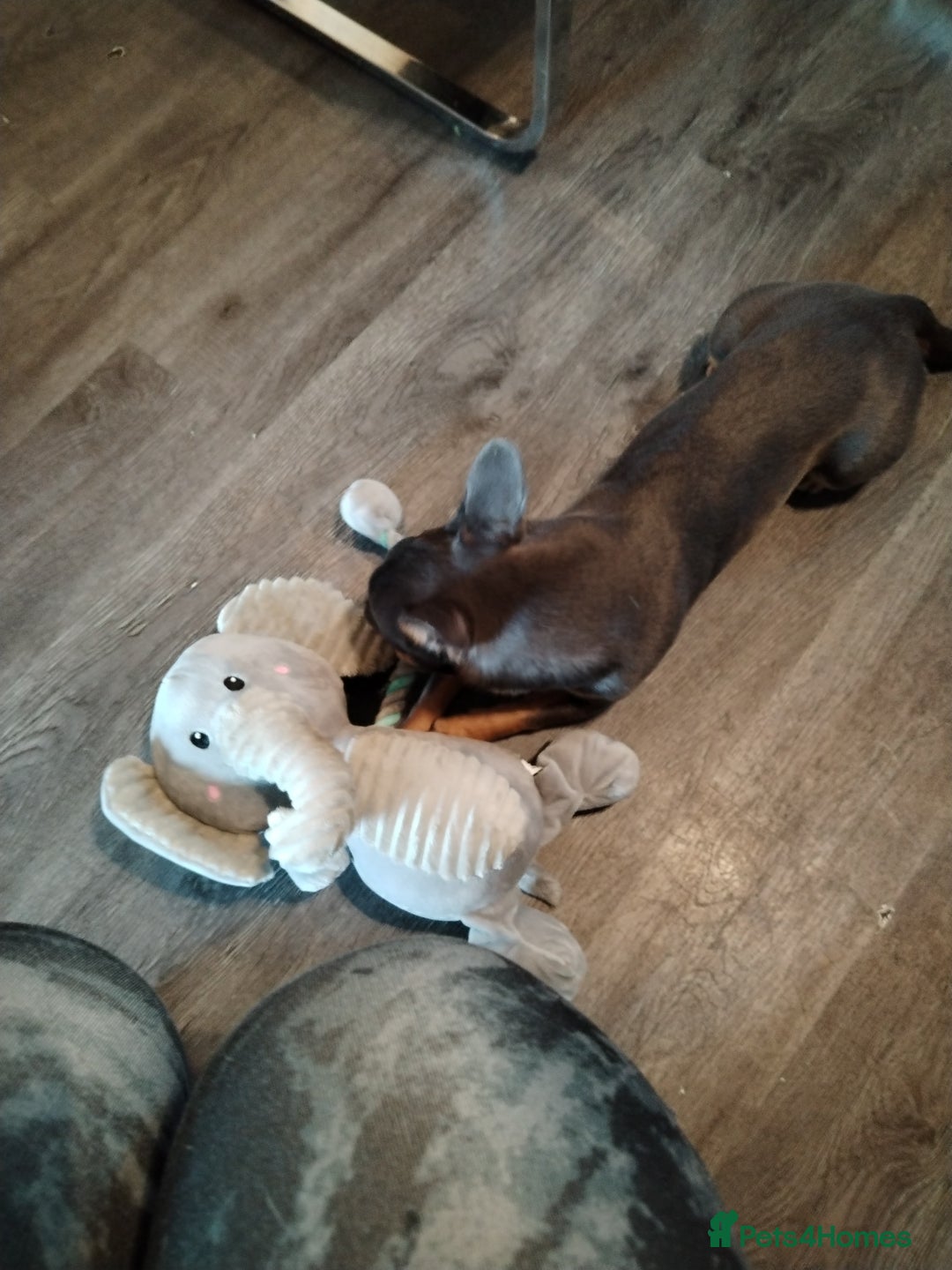 Mixed Breed dogs for sale: Chihuahua  - Image 4