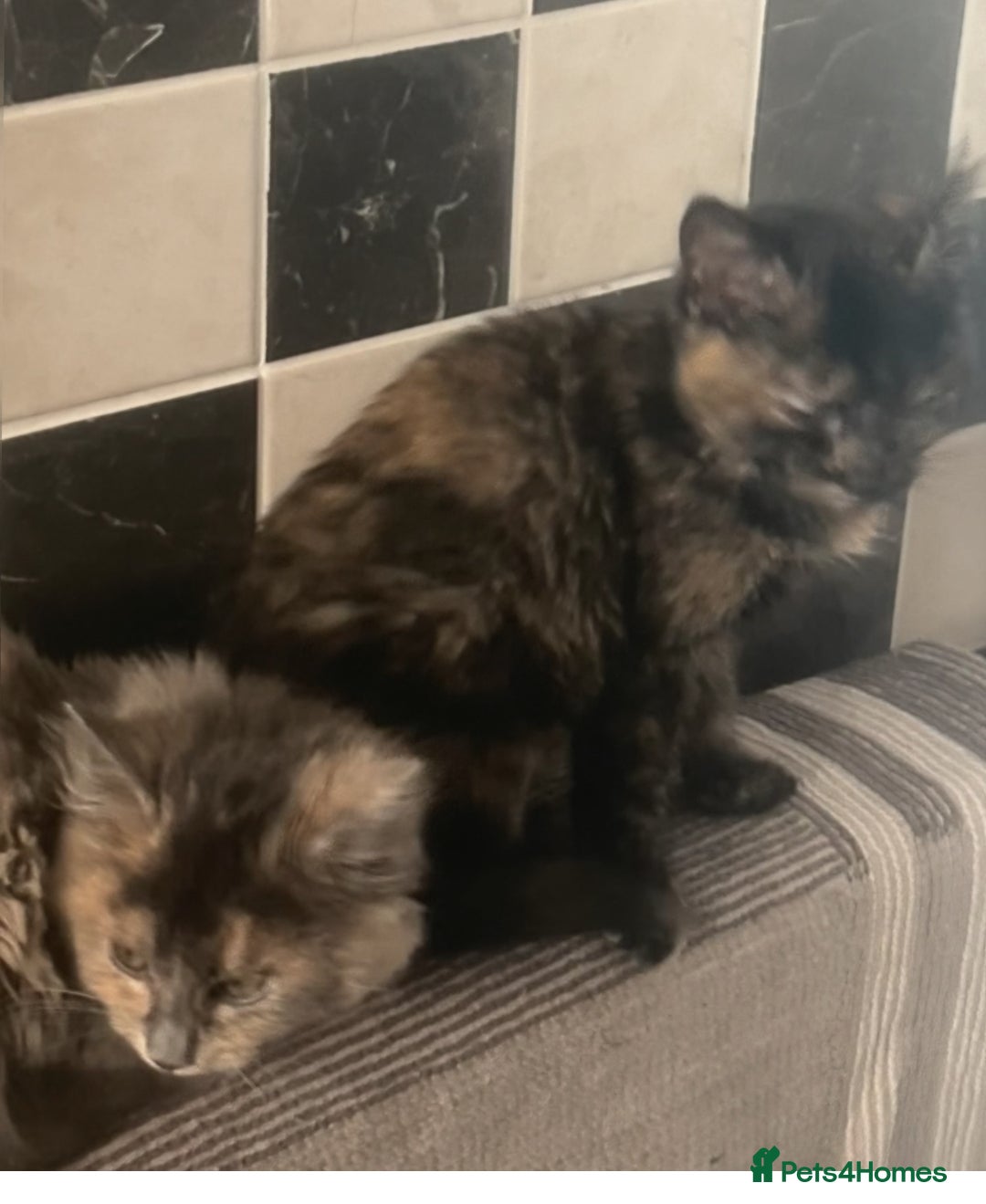 Mixed Breed cats for sale: 3 female kittens - Advert 4