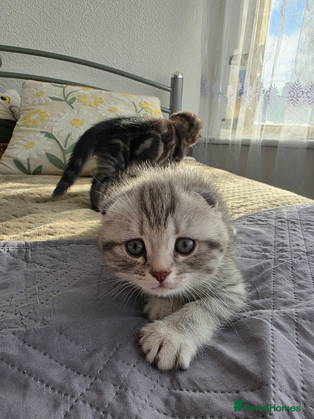 Scottish Fold cats for sale: Tabby Scottish Fold Kittens - Advert 29