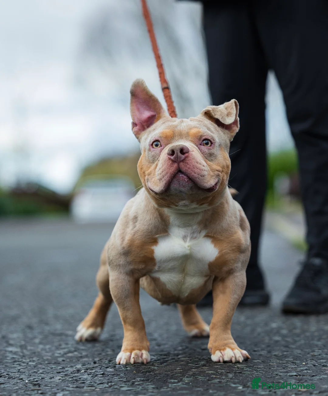American Bully dogs for stud: Lilac tri Merle pocket bully ABKC registered in Manchester - Advert 4