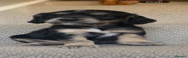 Sprocker 4