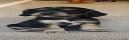 Sprocker dogs for sale: Sprocker puppies  - Advert 6