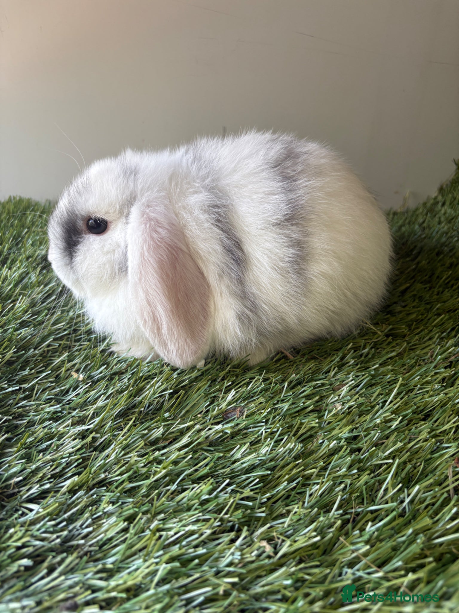 Mini Lop rabbits for sale: Mini lop baby rabbits  - Advert 4