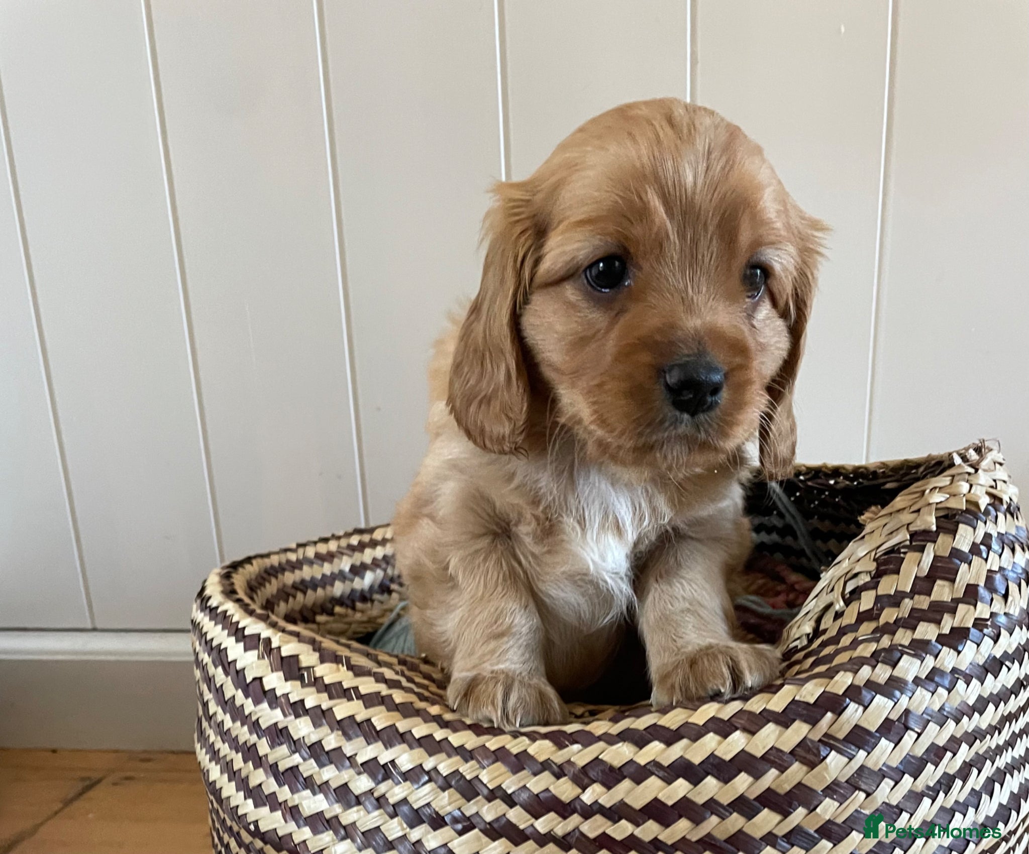 Cavapoo dogs Exceptional Cavapoo Puppies - Ruby & Apricot - Advert 2