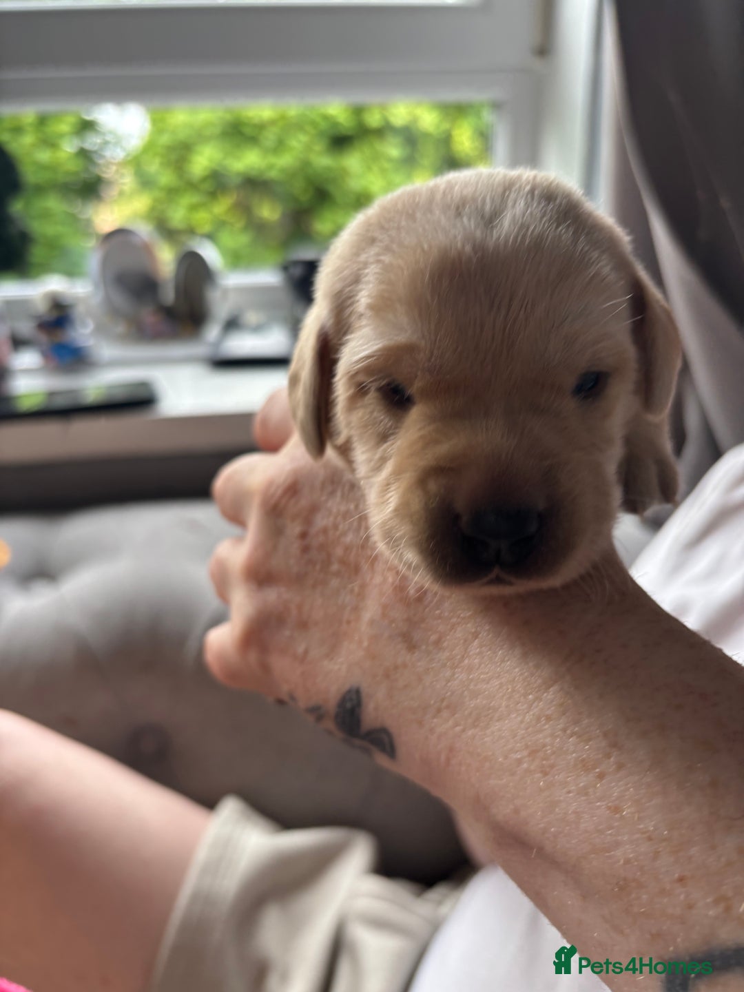 Labrador Retriever dogs for sale: Girl & Boy beautiful lab pups With paperwork  - Image 20
