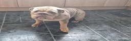 English Bulldog dogs for sale: 2 year old Female - Advert 4