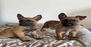 Belgian Shepherd Dog dogs - Advert 3