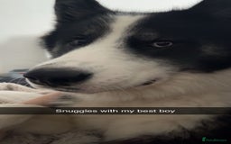 Mixed Breed dogs for sale: Meet Blu our beautiful husky/samoyed. 1 year old - Image 8