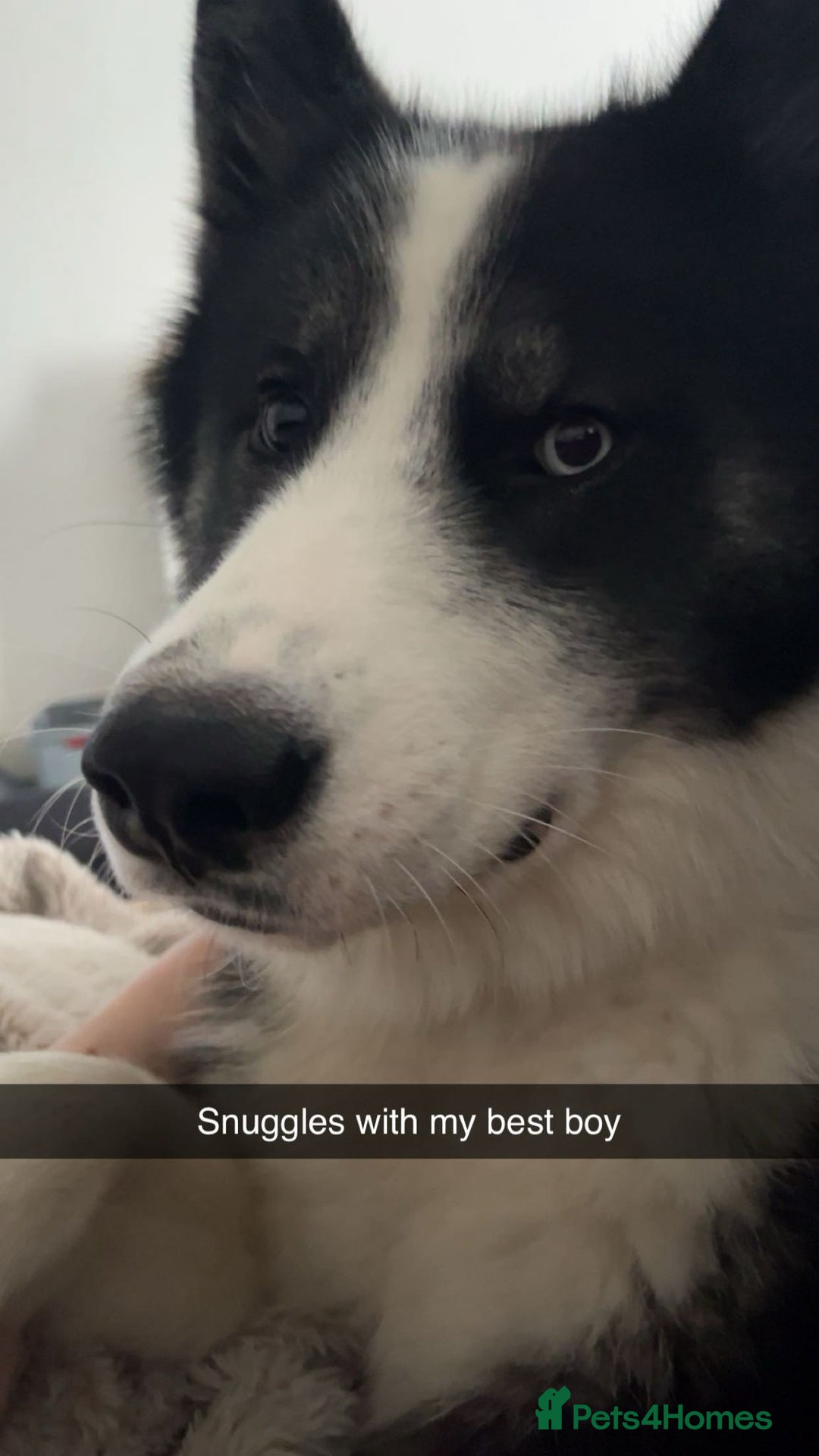 Mixed Breed dogs for sale: Meet Blu our beautiful husky/samoyed. 1 year old - Image 8