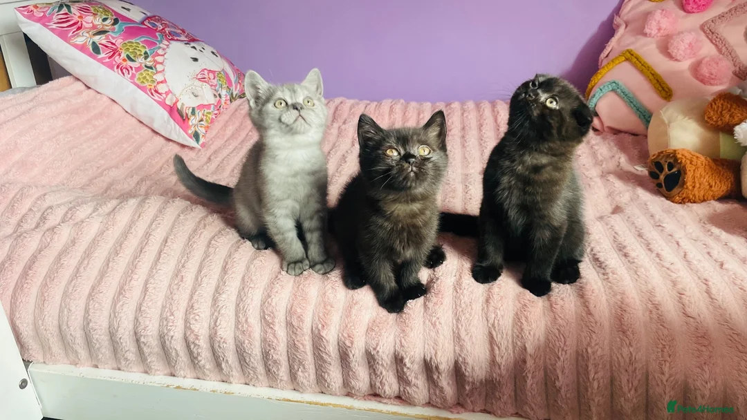 Scottish Fold cats for sale: Beautiful Scottish fold/straight kittens - Advert 1