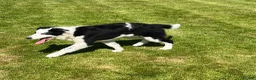 Border Collie dogs for sale: Collie dog pup *ready to go* - Advert 4