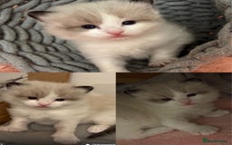 Ragdoll cats for sale: Beautiful two GCCF kittens. Blue Bicolour Ragdolls - Image 7