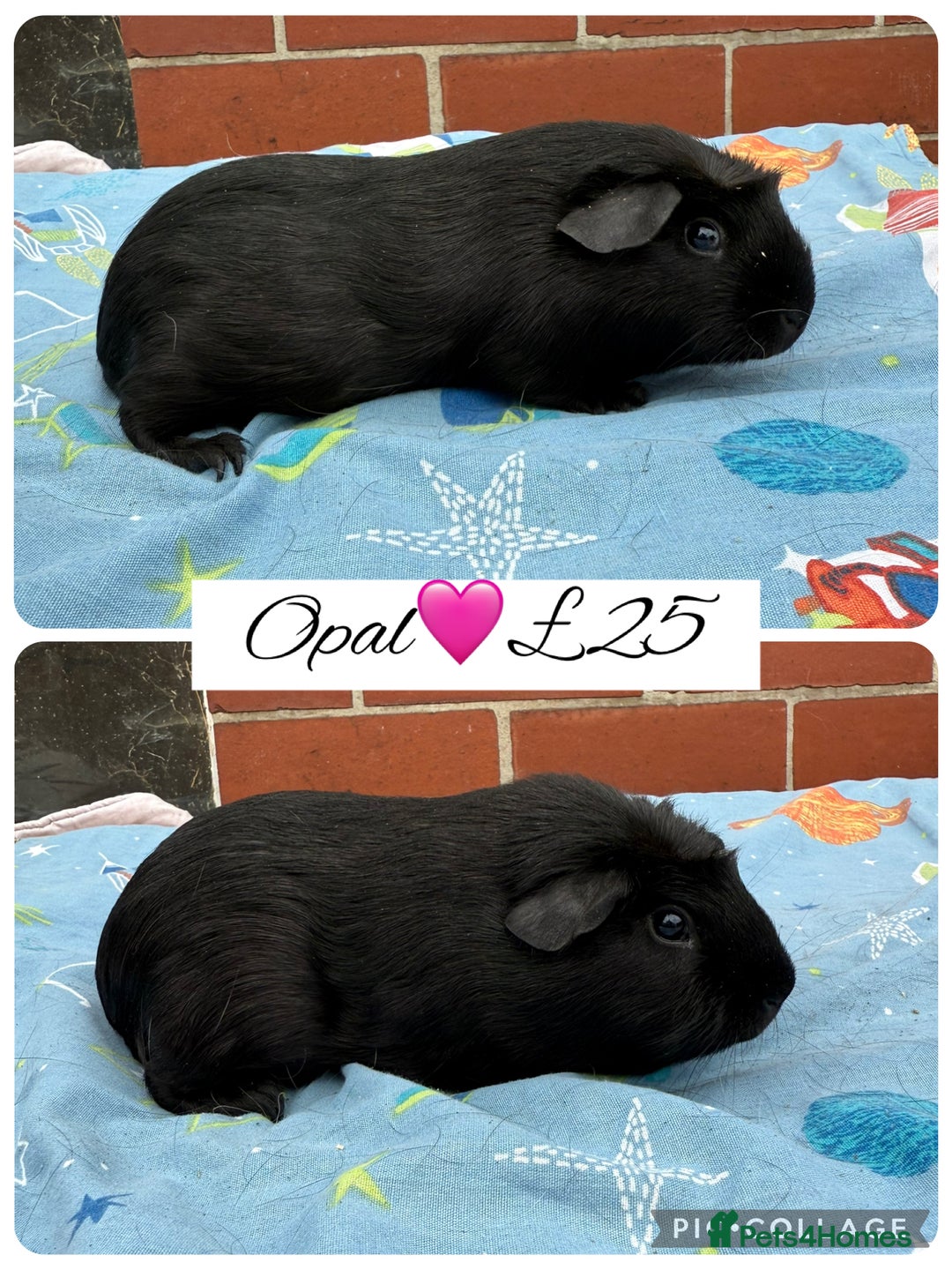 Guinea Pig rodents for sale: Female guinea pigs  - Image 11