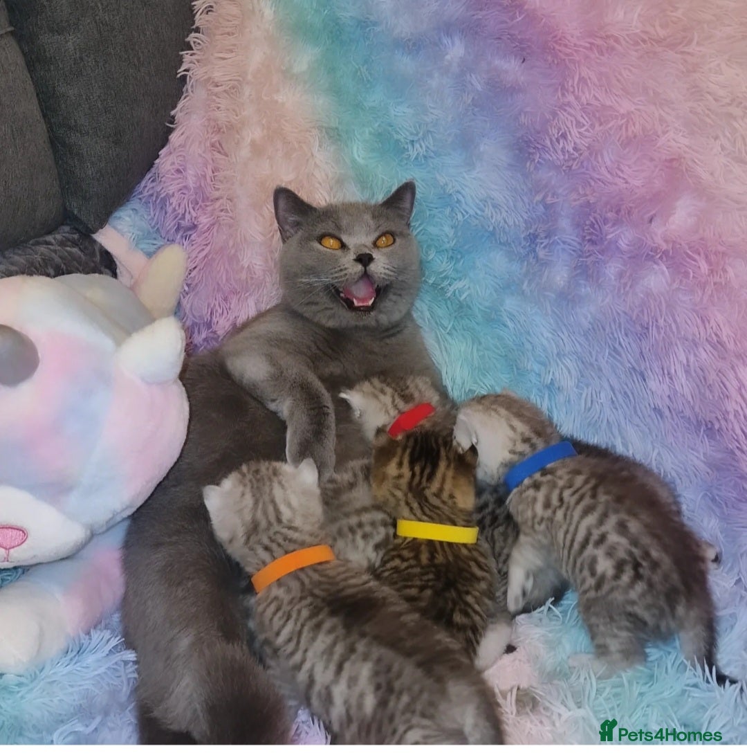 British Shorthair cats for sale: 🩵💙💜Amasing British Shorthair Kittens🧡💚💙 - Advert 19