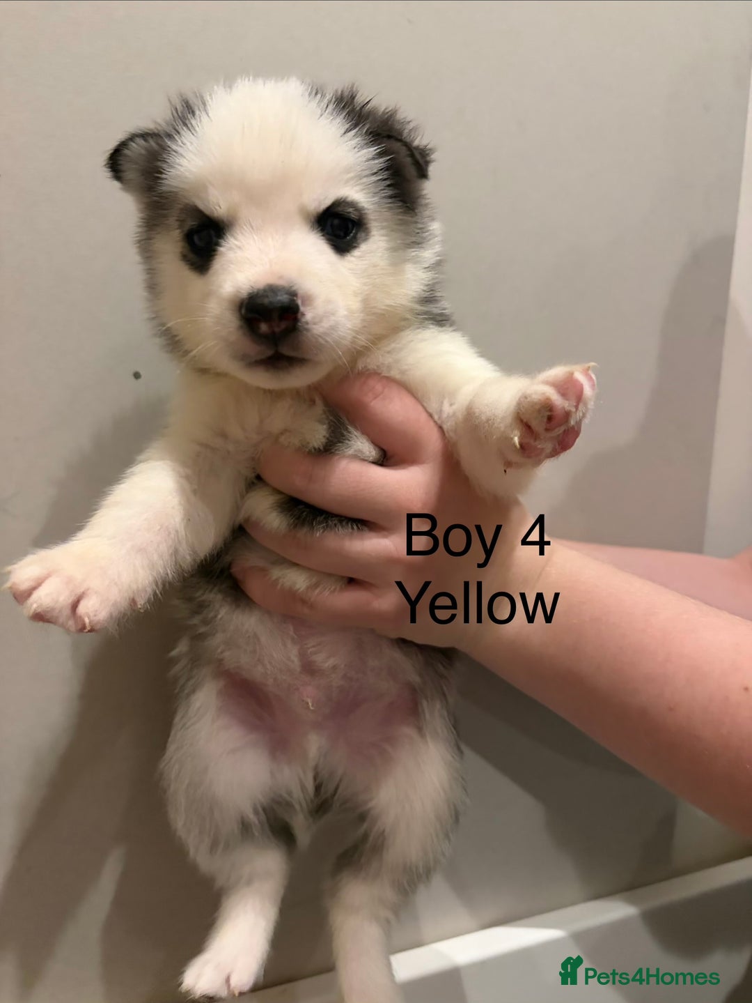 Siberian Husky dogs for sale: Siberian huskies for sale  - Advert 8