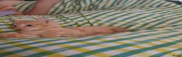 Mixed Breed cats for sale: Very playful social kittens for sale - Advert 3