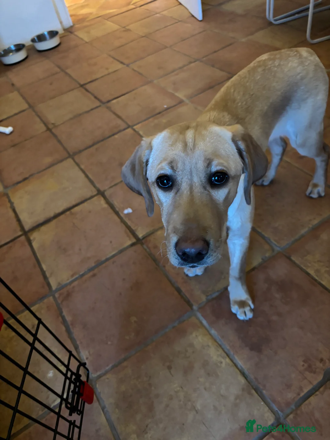 Labrador Retriever dogs for sale: 2 Golden/fox red labradors  - Advert 4