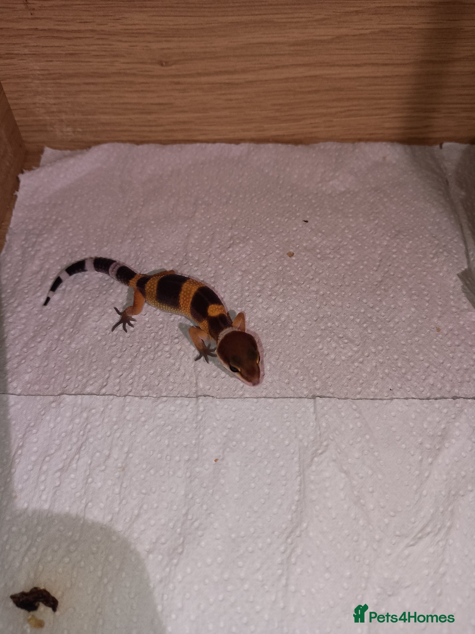 Leopard Gecko reptiles Leopard gecko - Advert 1