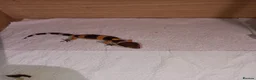 Leopard Gecko reptiles for sale: Leopard gecko - Advert 1