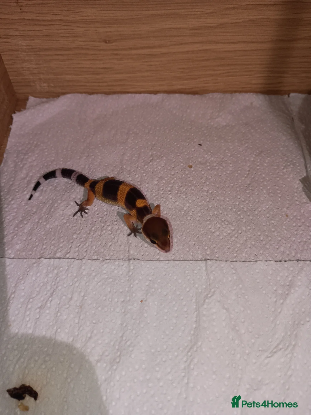 Leopard Gecko reptiles for sale: Leopard gecko - Advert 1