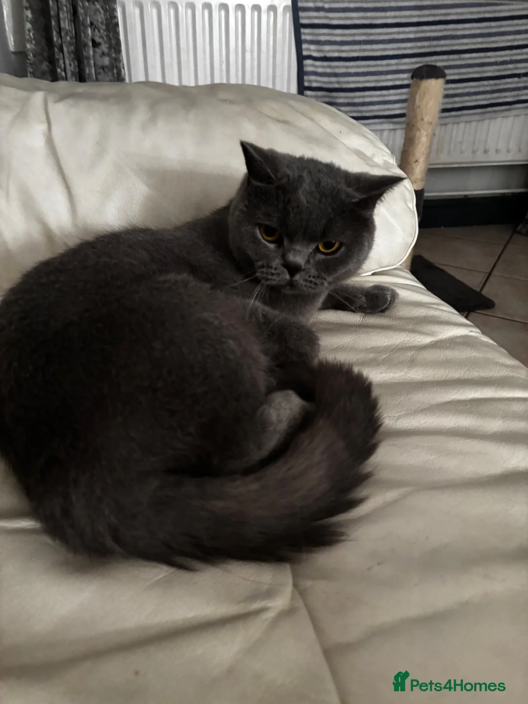 British Shorthair cats for sale: Blue British Shorthair - Advert 5