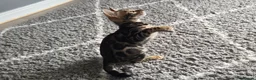 Bengal cats for sale: Female bengal  in Driffield - Advert 3