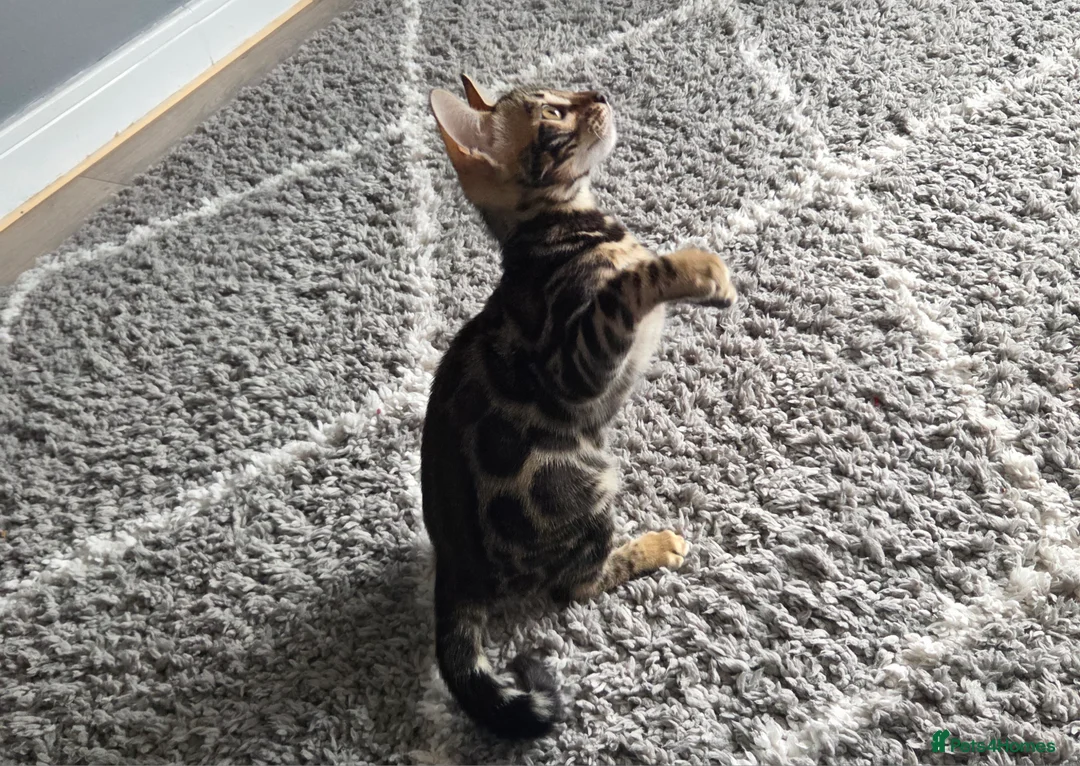 Bengal cats for sale: Female bengal  in Driffield - Advert 3