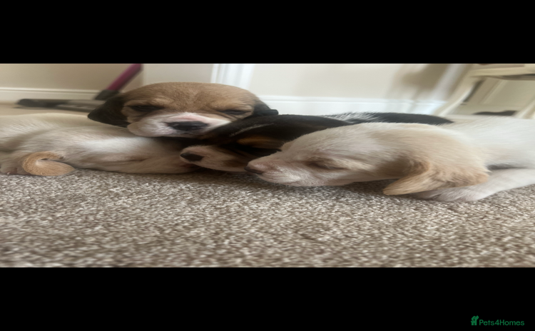 Beagle dogs - Advert 1