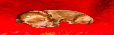 Red boy 