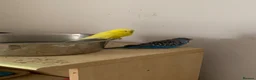 Budgerigars birds for sale: Budgies  in Waltham Cross - Advert 5