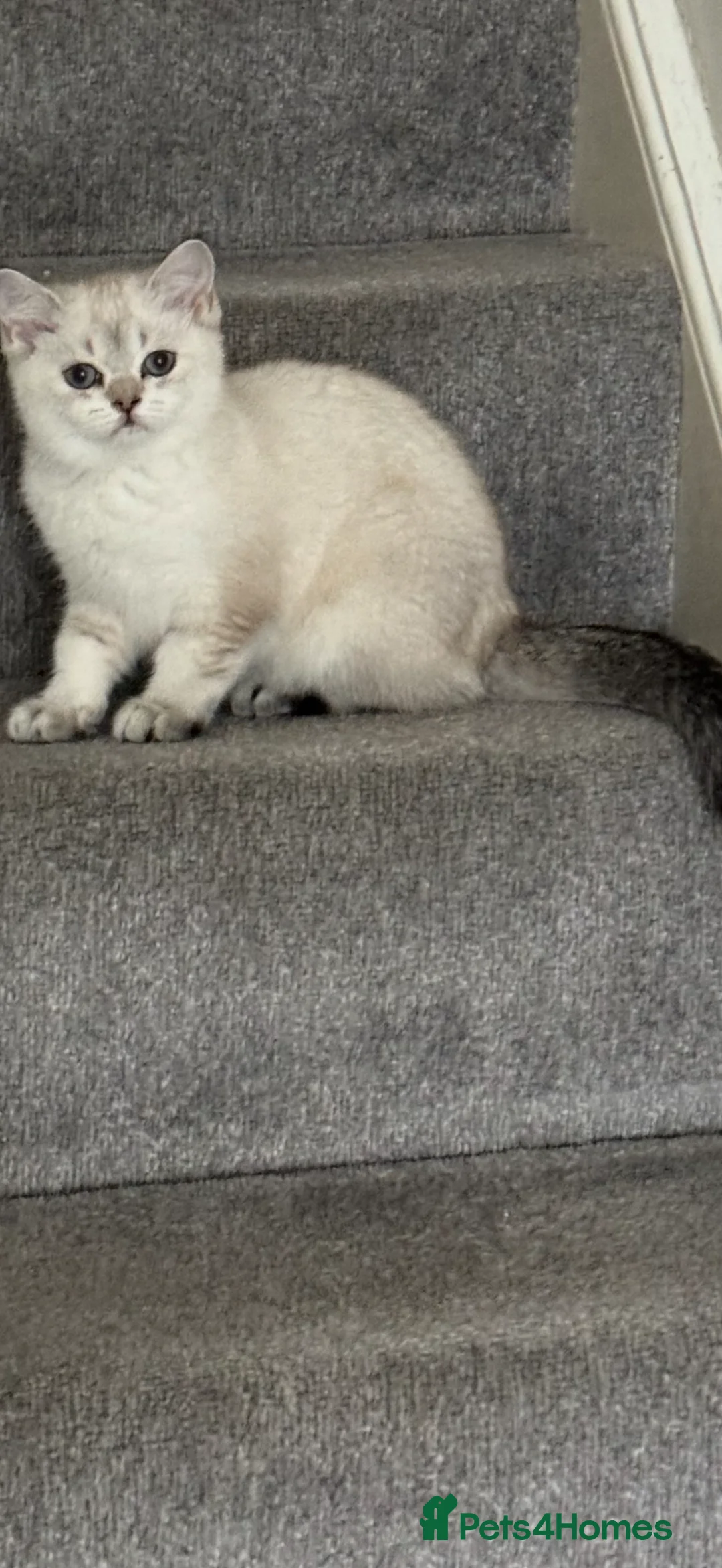 Scottish Fold cats for sale: Scottish pedigree kittens with straight ears - Advert 2