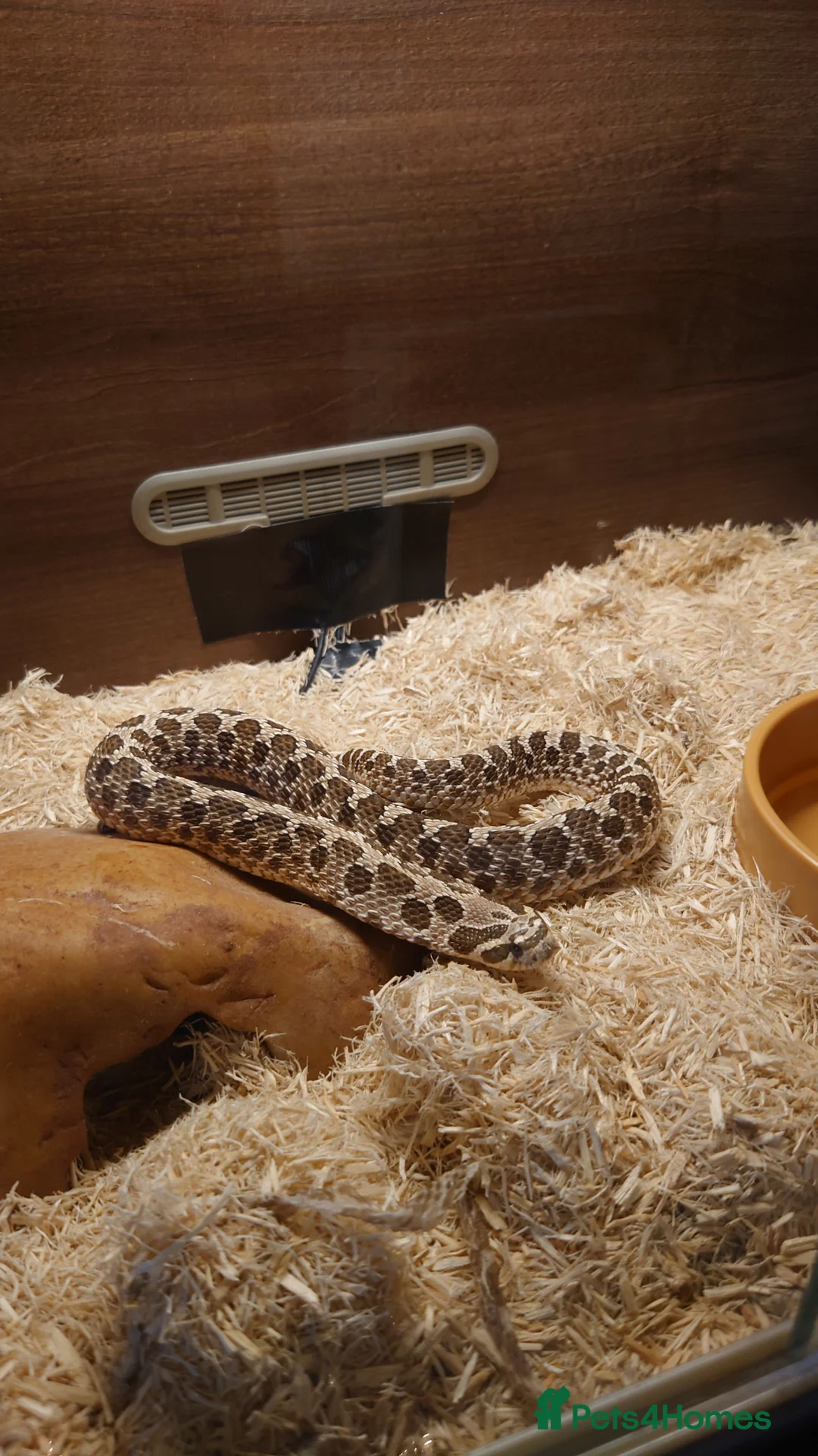 Mixed Breed reptiles for sale: 2 snakes for sale prices in description  - Advert 3