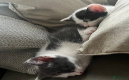 Domestic Shorthair cats for sale: Beautiful litter of kittens for sale - Image 8