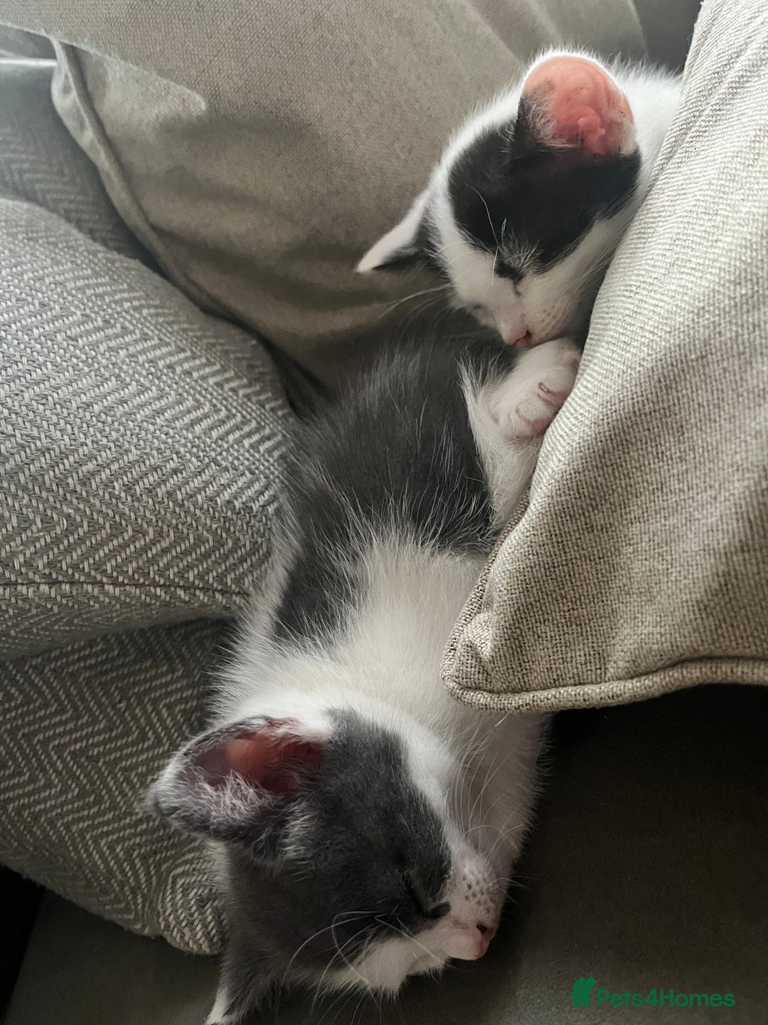 Domestic Shorthair cats for sale: Beautiful litter of kittens for sale - Image 8