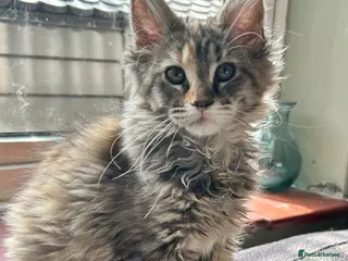 Maine Coon cats Beautiful Mainecoon kittens - Advert 4