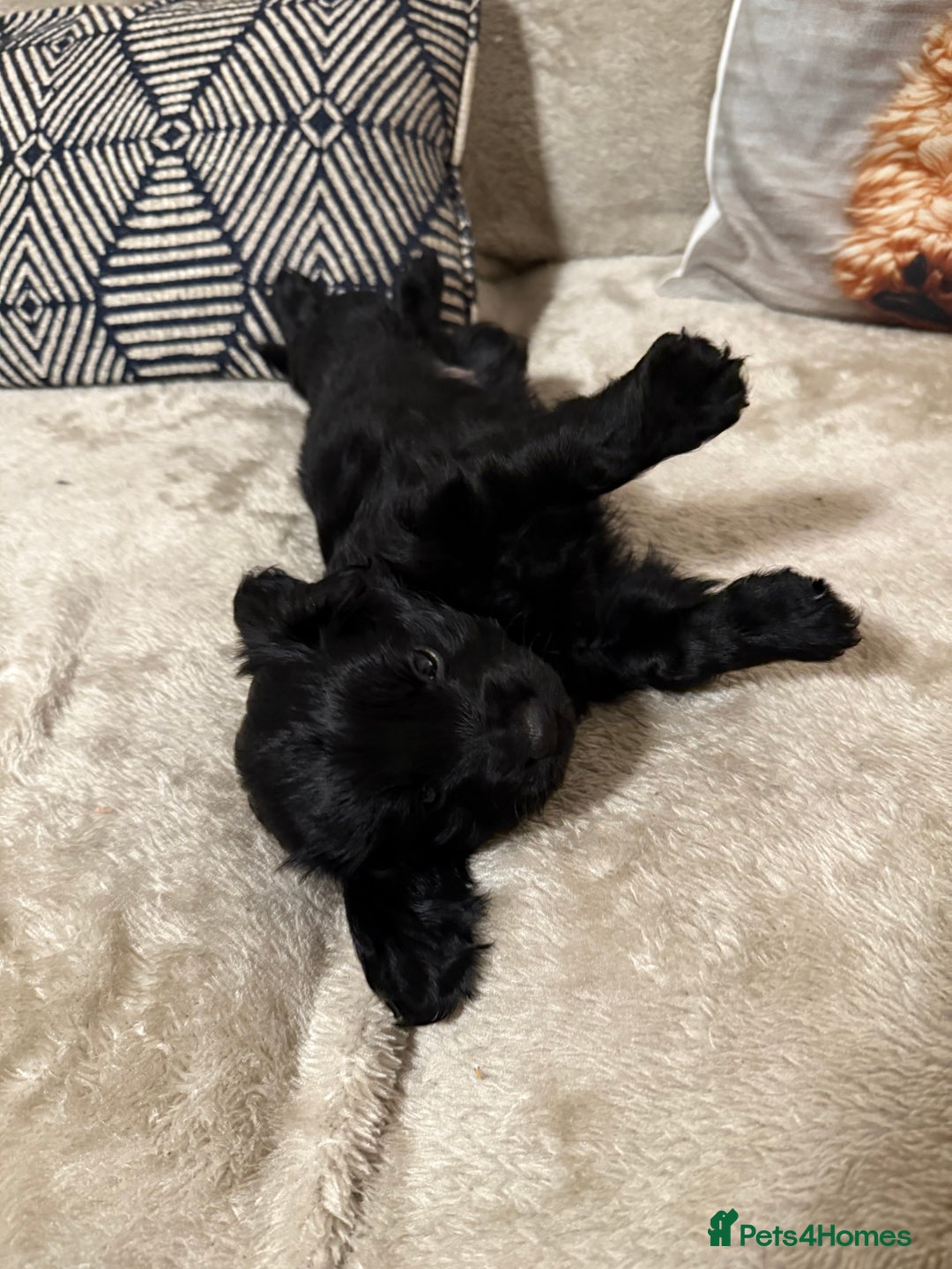 Cockapoo dogs for sale: Cockapoo puppies for sale  - Image 4