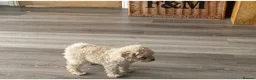 Toy Poodle dogs for stud: 💚Tiny Bob the Toy Poodle💚 For stud  in Hoddesdon - Advert 12