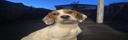 Beagle dogs for sale: Male Beagle Puppy  - Advert 2