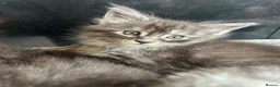 Maine Coon cats for sale: 4 Maine Coon Kittens left due to time wasters  - Advert 8
