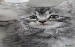 Scottish Fold cats for sale: Gorgeous fluffy Scottish Fold x DSH kittens - Image 9