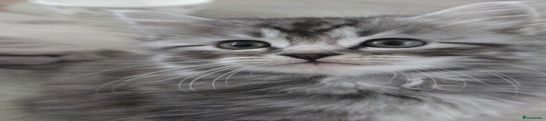 Kitten 4