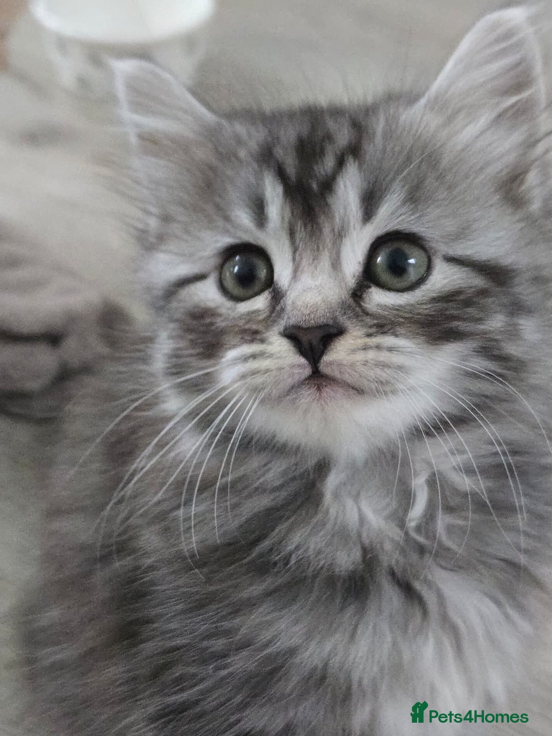 Scottish Fold cats for sale: Gorgeous fluffy Scottish Fold x DSH kittens - Image 9