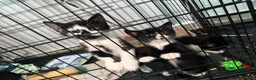 Mixed Breed cats for sale: Kittens need a new home in Wolverhampton - Advert 16