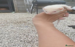Ferret rodents for sale: Ferret  - Image 4